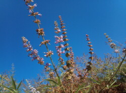 Vitex agnus-castus